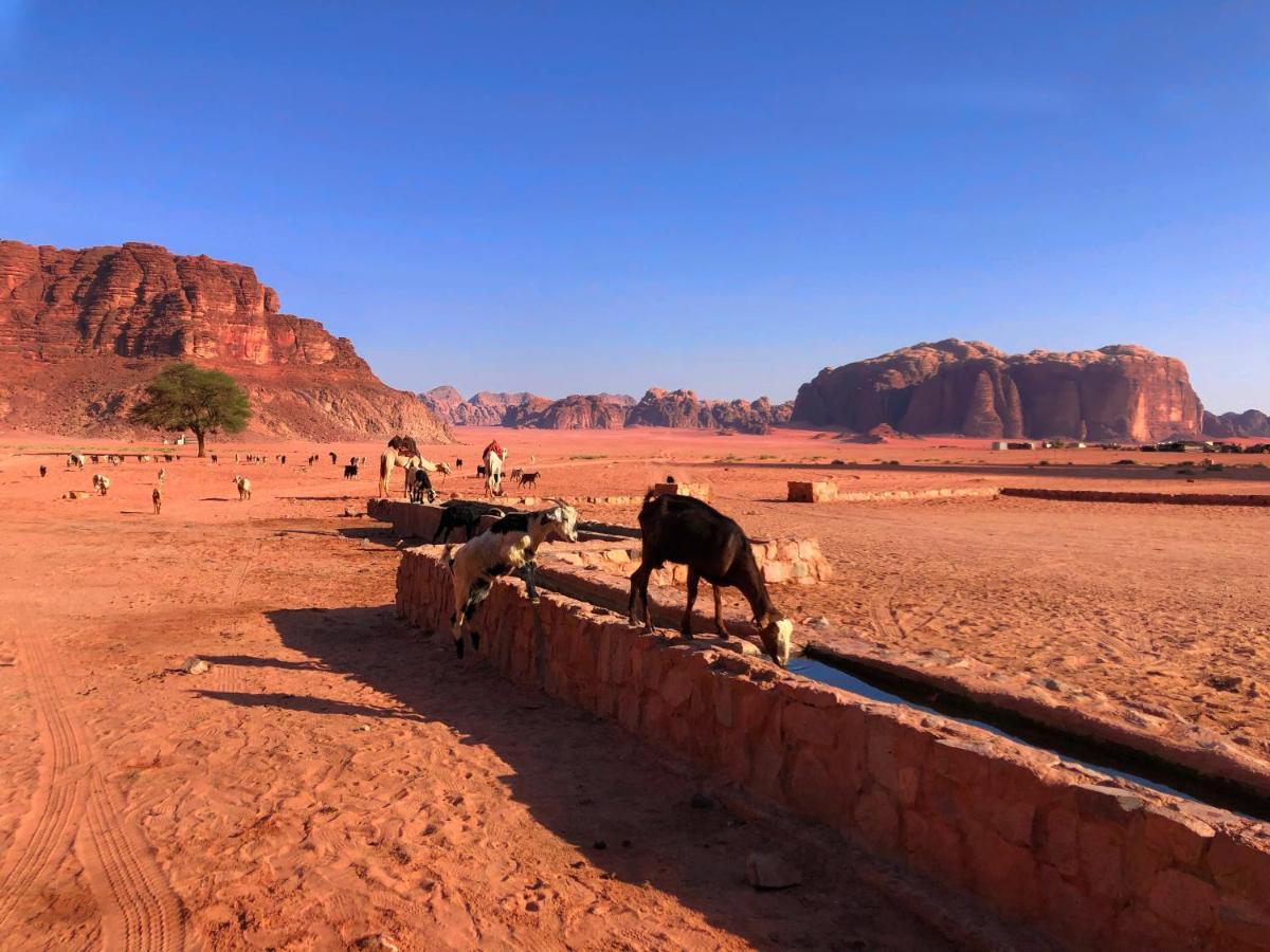 Milky Way Bedouin Camp
